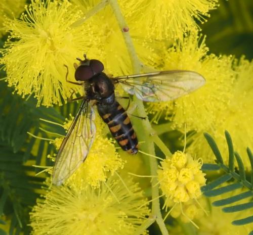 Réf. 247 196 : Episyrphus balteatus